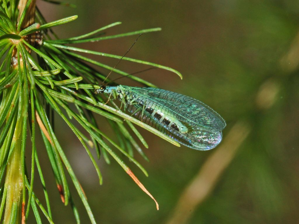 Chrysopa perla